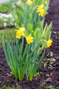 Baharda çiçek tarhında sarı nergis çiçekleri