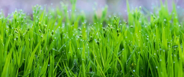 Junges Grünes Gras Mit Tautropfen Morgen — Stockfoto