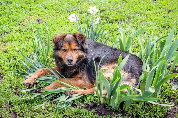 Köpek Çiçeklerin Arasında Bahçede Yatıyor — Stok fotoğraf