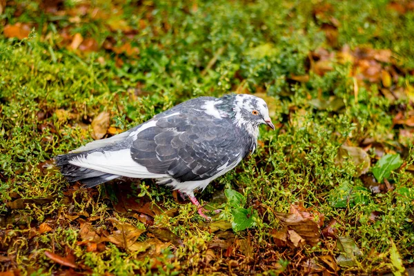 Paloma Gris Sobre Hierba Mojada Durante Lluvia — Foto de Stock