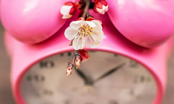 時計の近くにアプリコットの花 春が来た 木の開花時期 — ストック写真