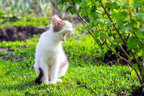 A white cat with his mouth open in the garden near the bush of currants