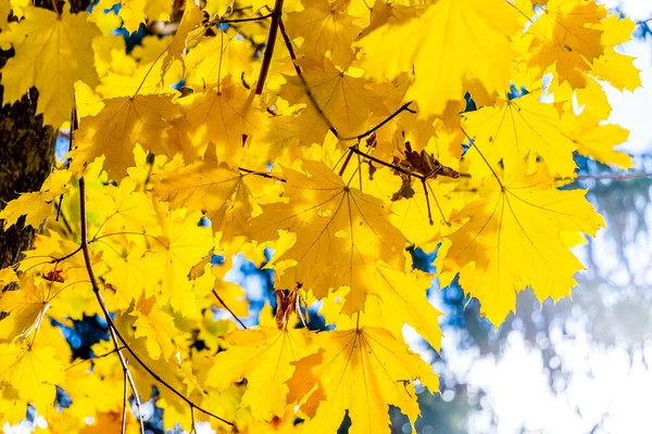 Жовте Осіннє Листя Клена Дереві Сонячну Погоду — стокове фото