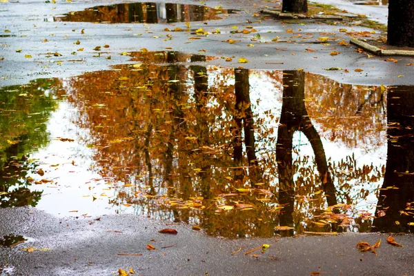 Gezeigt Der Pfütze Der Bäume Herbst Nassgelbes Herbstlaub Schwimmt Der — Stockfoto