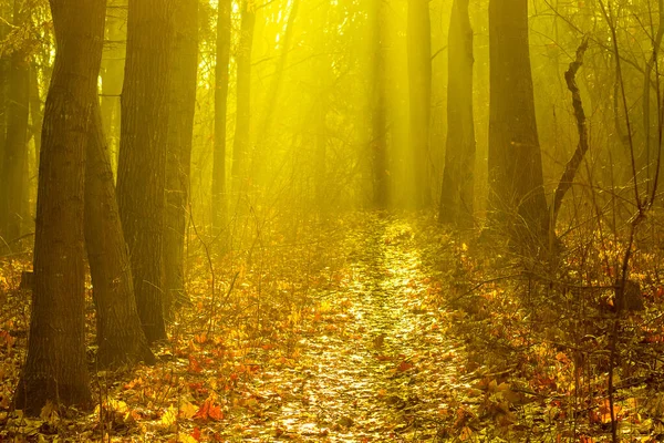 Осенний Лес Утром Солнечных Лучах Теплых Золотистых Тонах — стоковое фото