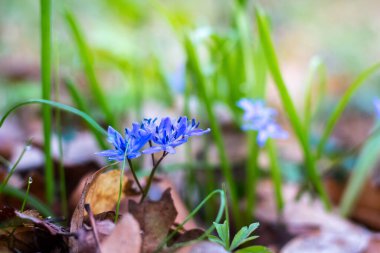 Sibirya Squill 'i (Scilla Siberica) ya da bahar ormanlarında mavi kar damlası. İlk bahar çiçekleri