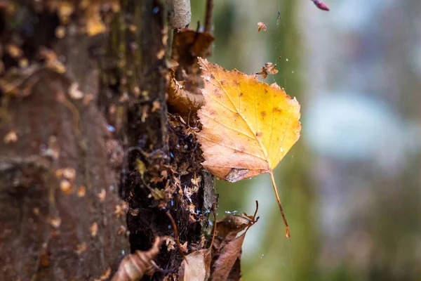 Žlutý Suchý Břízový List Pavučině Kmene Stromu Podzimní Den — Stock fotografie