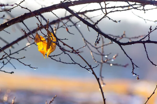 Dva Mokré Žluté Listy Větvi Stromu Během Deště Podzim — Stock fotografie