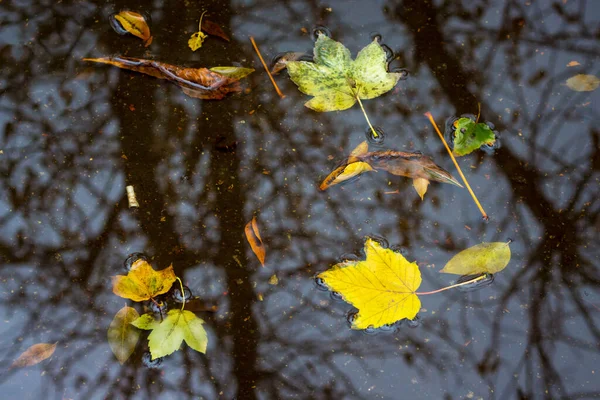 Κίτρινα Φύλλα Επιπλέουν Στη Λακκούβα Κατά Διάρκεια Της Βροχής Φθινόπωρο — Φωτογραφία Αρχείου