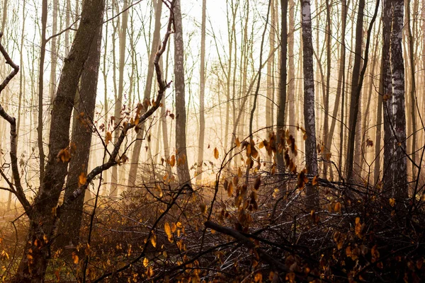 一个深不可测的森林在秋天的早晨 阳光穿过森林里的薄雾 — 图库照片