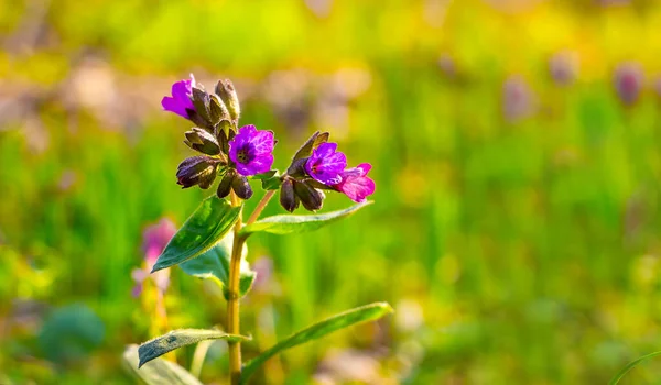 Veilchenblüten Des Lungenkrauts Wald Bei Sonnigem Wetter Auf Verschwommenem Hintergrund — Stockfoto