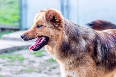 Bahçedeki bir çiftlikteki genç bir köpeğin portresi. Köpek çiftliği korur.