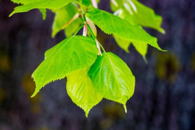 Koyu arkaplanda parlak yeşil ıhlamur yaprakları olan bir dal.