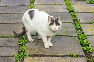 Kaldırımda beyaz benekli bir kedi gözlerinin içine bakıyor.