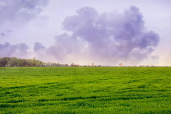 Grande Nuvola Riccia Campo Con Erba Verde — Foto Stock