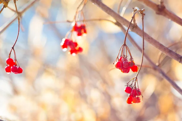 Červené Bobule Guelder Růže Kapkami Rosy Dopoledních Hodinách Podzim Slunečného — Stock fotografie