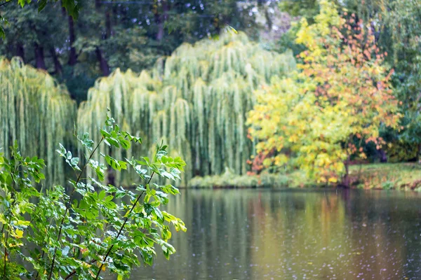 공원의 날입니다 내리고 있습니다 가을이 되면서 나무의 노랗게 변하기 — 스톡 사진