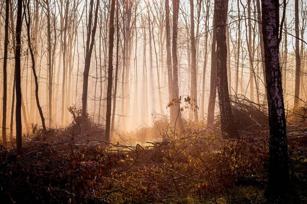 Dunkler Mystischer Wald Herbst Des Morgens Licht Dringt Durch Den — Stockfoto