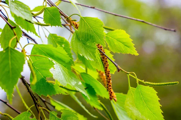 Fresh Bright Green Birch Leaves Earrings Tree Branch — Stock Photo, Image