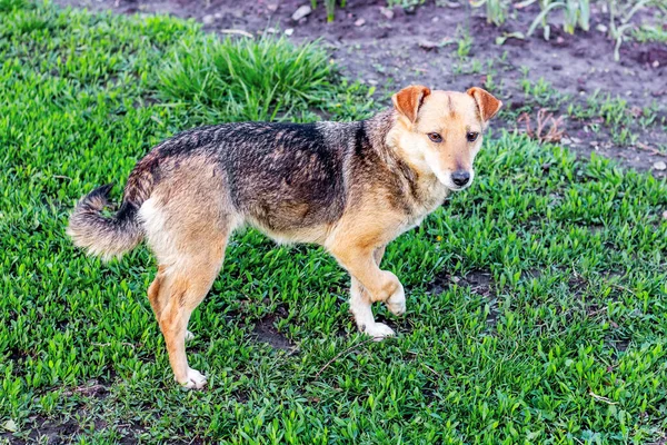 草の上の庭には壊れた足の小さな茶色の犬が立っている 動物への残虐行為 — ストック写真