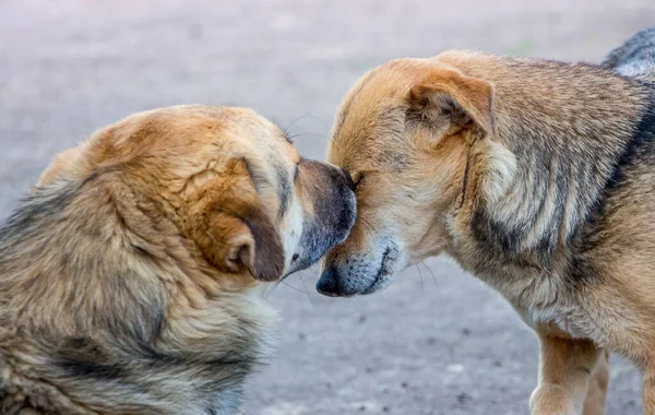 ２匹の犬が近づいている 動物間の愛と思いやりの証 — ストック写真