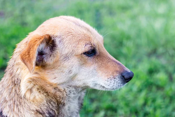 Retrato Perro Cerca Perfil Sobre Fondo Hierba Verde — Foto de Stock