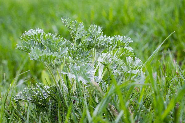 Ein Haufen Wermut Inmitten Des Grünen Grases Auf Dem Feld — Stockfoto