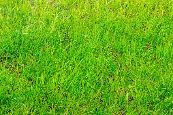 Texture of bright green grass in sunny weather