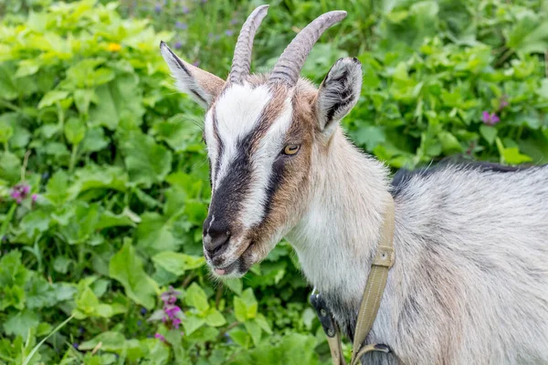 Cabra Joven Con Cuernos Cerca Fondo Hierba Verde Pasto — Foto de Stock