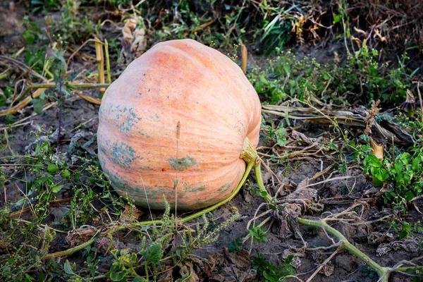 Oranžový Zralé Gargaz Poli Farmy — Stock fotografie