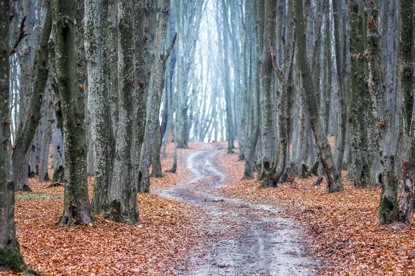 Kanyargós Őszi Erdőben Késő Ősz Erdőben — Stock Fotó