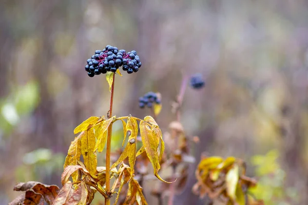 Black elderberry berries on a blurred background in the fall. Elderberry is a medicinal plant