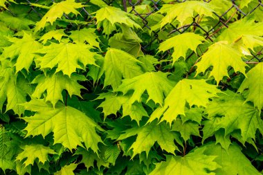 Taze yeşil yaprak akçaağaç dokusu. Tasarım için arkaplan