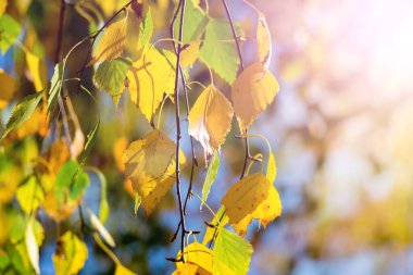 Huş ağacının parlak güneş ışığının resimli sonbahar yaprakları
