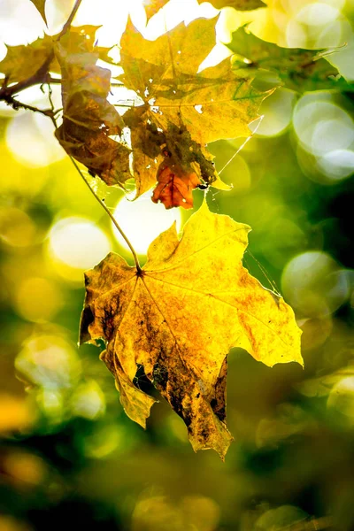 Gele Dorre Esdoorn Loof Een Boom Bij Zonnig Weer — Stockfoto