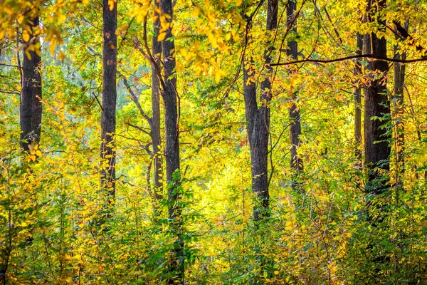 Arbres Dans Forêt Avec Des Feuilles Jaunes Dorées Lumière Soleil — Photo