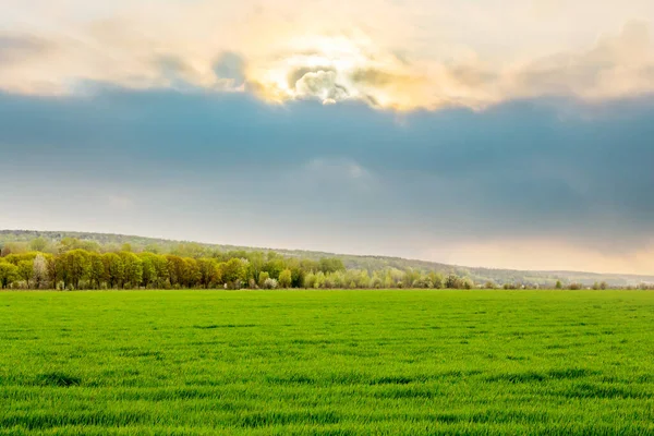 Campo Com Grama Verde Floresta Distância Durante Pôr Sol Cênico — Fotografia de Stock