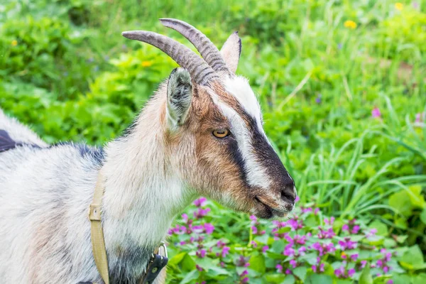 Jeune Chèvre Avec Cornes Gros Plan Sur Fond Herbe Verte — Photo