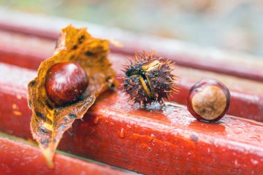 Sonbaharda yağmurda bir bankta kestane ve kuru yaprak meyveleri