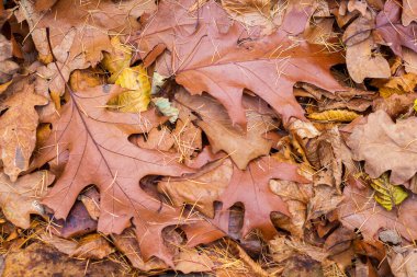 Arka plan, kuru sonbahar yaprakları kırmızı meşe, üst görünüm