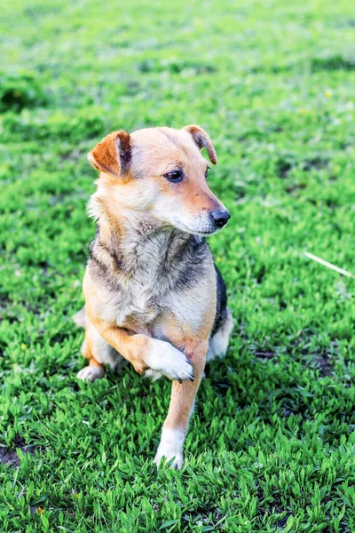 The dog sits on the grass with raised up with an injured foot