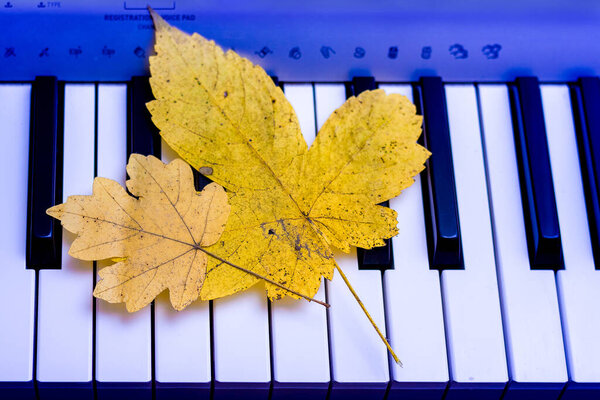 Yellow maple leaves lie on the piano keys. Autumn melody