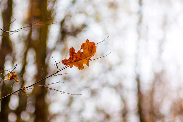 Lone Autumn Leaf Dub Tree Late Autumn — Stock fotografie