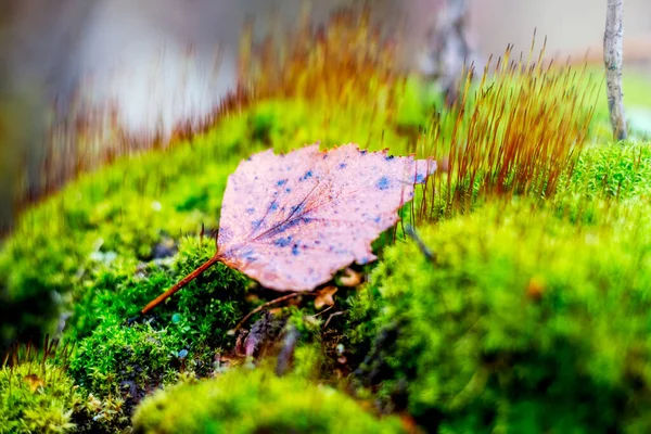 Hnědý Suchý Osikový List Leží Jasně Zeleném Mechu Podzimním Lese — Stock fotografie