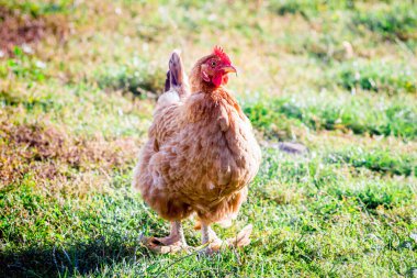 Güneşli bir havada çimlerin üzerinde kahverengi tavuk