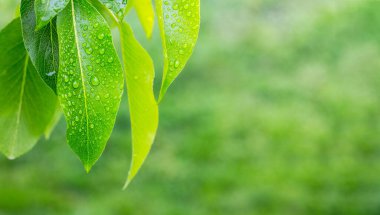 Armut yapraklarına çiy damlaları ya da yağmur damlaları. Boşluğu kopyala