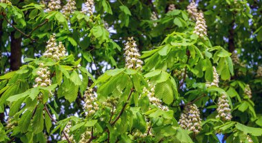 Çiçek açarken kestane. Kestanenin beyaz çiçekleri