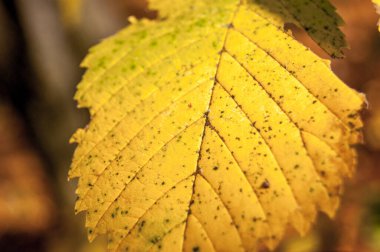 Sonbahar sarı yaprak yakın plan, tasarım için arkaplan
