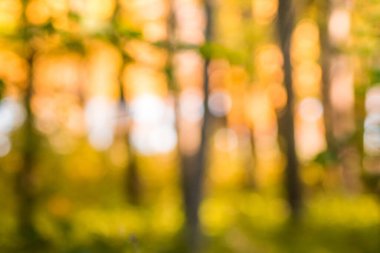 Nehrin arka planındaki odaklanmamış ağaçların parlak, ılık renklerde sonbaharda bulanıklaşması