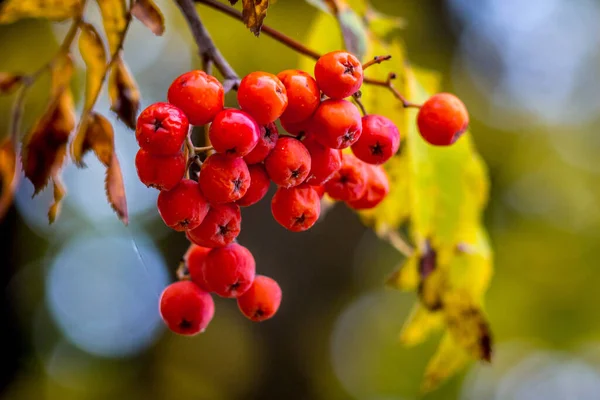 Racimo Ceniza Roja Montaña Sobre Árbol Con Fondo Borroso — Foto de Stock